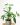 Syngonium podophyllum ‘trieaf wonder’