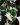 Syngonium Variegata mobi flori 12