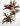 Stromanthe Triostar mobi flori 5